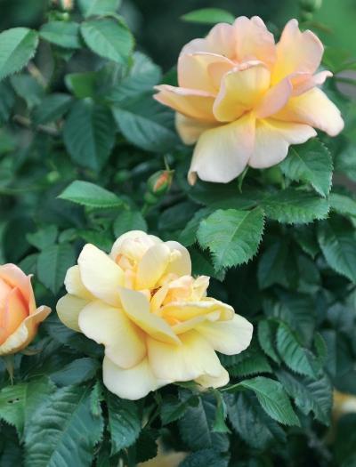 Иллюстрация к книге — Миллион растений для вашего сада [_53.jpg]