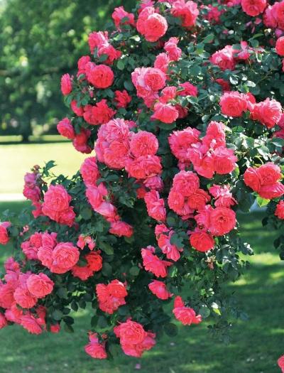 Иллюстрация к книге — Миллион растений для вашего сада [_55.jpg]