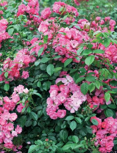 Иллюстрация к книге — Миллион растений для вашего сада [_56.jpg]