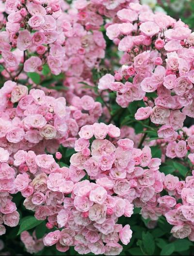 Иллюстрация к книге — Миллион растений для вашего сада [_59.jpg]