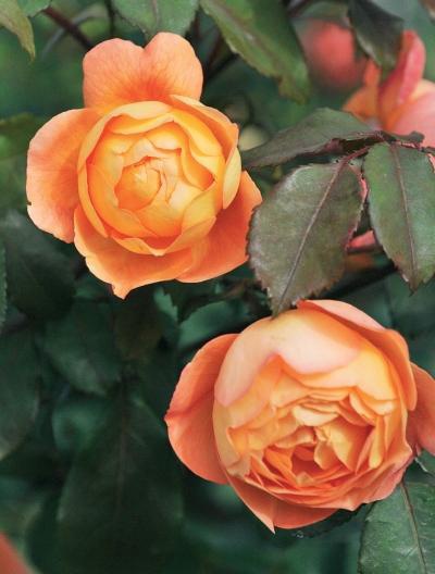 Иллюстрация к книге — Миллион растений для вашего сада [_60.jpg]