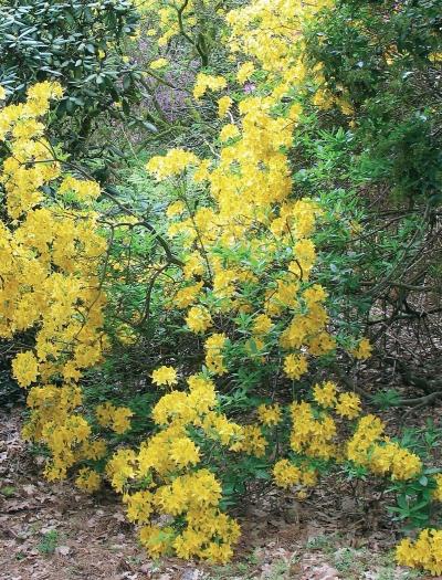 Иллюстрация к книге — Миллион растений для вашего сада [_65.jpg]