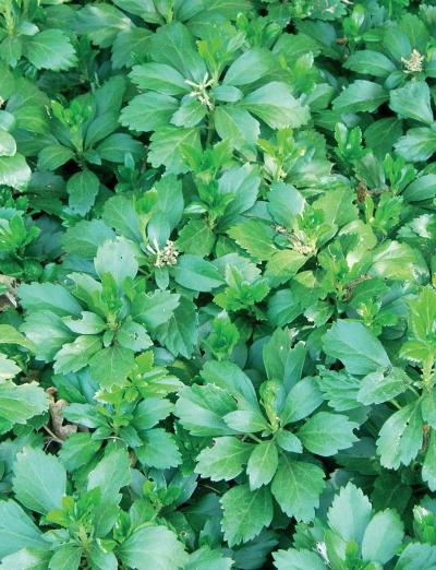 Иллюстрация к книге — Миллион растений для вашего сада [_66.jpg]