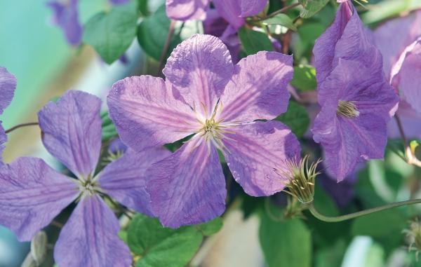 Иллюстрация к книге — Миллион растений для вашего сада [_69.jpg]