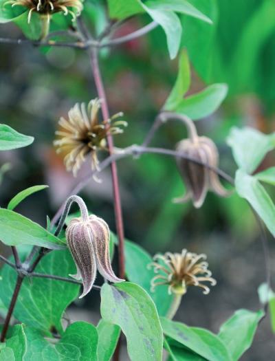 Иллюстрация к книге — Миллион растений для вашего сада [_70.jpg]