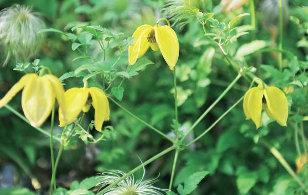 Иллюстрация к книге — Миллион растений для вашего сада [_72.jpg]