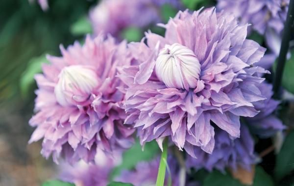 Иллюстрация к книге — Миллион растений для вашего сада [_73.jpg]