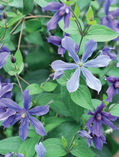 Иллюстрация к книге — Миллион растений для вашего сада [_80.jpg]