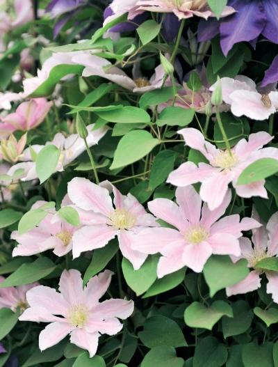 Иллюстрация к книге — Миллион растений для вашего сада [_82.jpg]