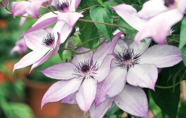 Иллюстрация к книге — Миллион растений для вашего сада [_84.jpg]