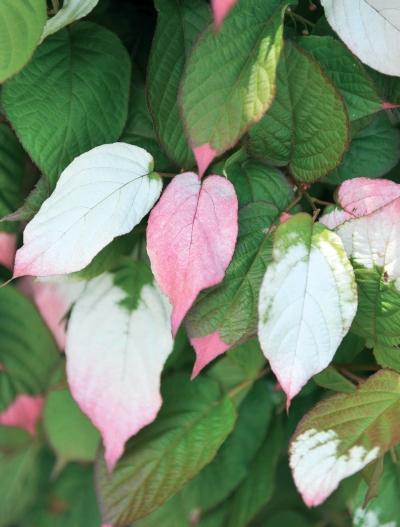 Иллюстрация к книге — Миллион растений для вашего сада [_86.jpg]