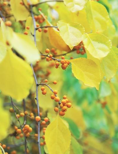 Иллюстрация к книге — Миллион растений для вашего сада [_87.jpg]