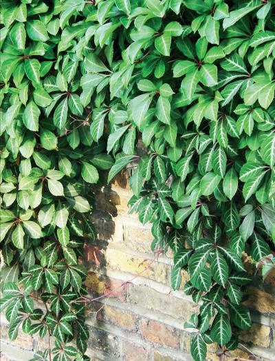 Иллюстрация к книге — Миллион растений для вашего сада [_90.jpg]