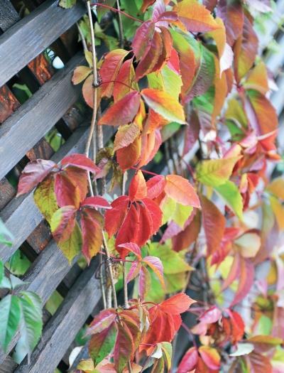 Иллюстрация к книге — Миллион растений для вашего сада [_91.jpg]