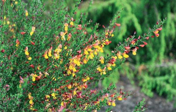 Иллюстрация к книге — Миллион растений для вашего сада [_94.jpg]