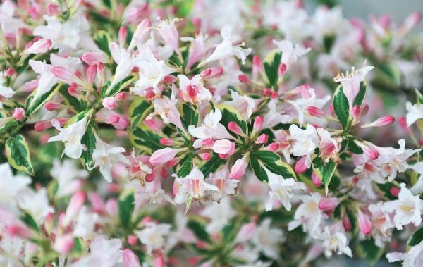 Иллюстрация к книге — Миллион растений для вашего сада [_95.jpg]