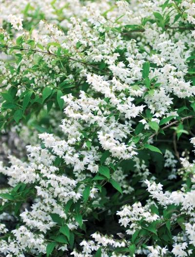 Иллюстрация к книге — Миллион растений для вашего сада [_97.jpg]