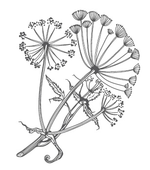 Иллюстрация к книге — Большой урожай на маленьких грядках. Все секреты повышения урожайности [i_020.jpg]