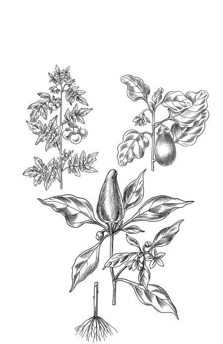 Иллюстрация к книге — Иллюстрированная энциклопедия огородника для новичков [i_001.jpg]