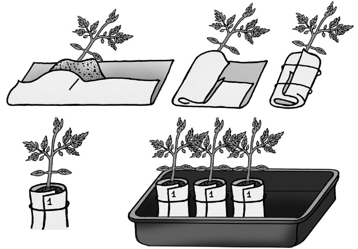 Иллюстрация к книге — Иллюстрированная энциклопедия огородника для новичков [i_006.jpg]