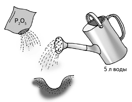 Иллюстрация к книге — Иллюстрированная энциклопедия огородника для новичков [i_010.jpg]
