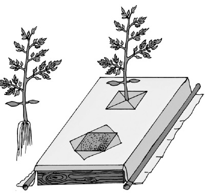 Иллюстрация к книге — Иллюстрированная энциклопедия огородника для новичков [i_011.jpg]