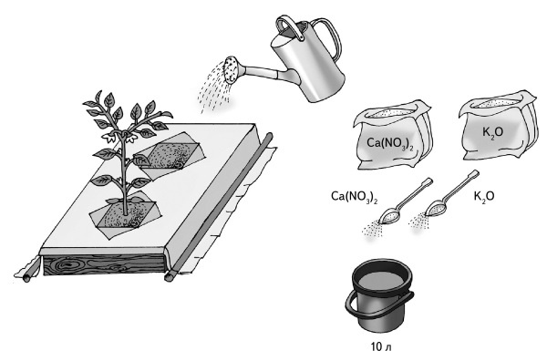 Иллюстрация к книге — Иллюстрированная энциклопедия огородника для новичков [i_022.jpg]