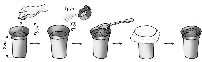 Иллюстрация к книге — Иллюстрированная энциклопедия огородника для новичков [i_028.jpg]