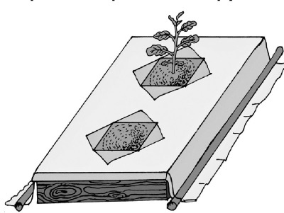 Иллюстрация к книге — Иллюстрированная энциклопедия огородника для новичков [i_031.jpg]