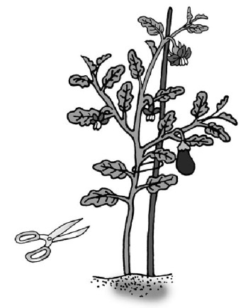 Иллюстрация к книге — Иллюстрированная энциклопедия огородника для новичков [i_032.jpg]