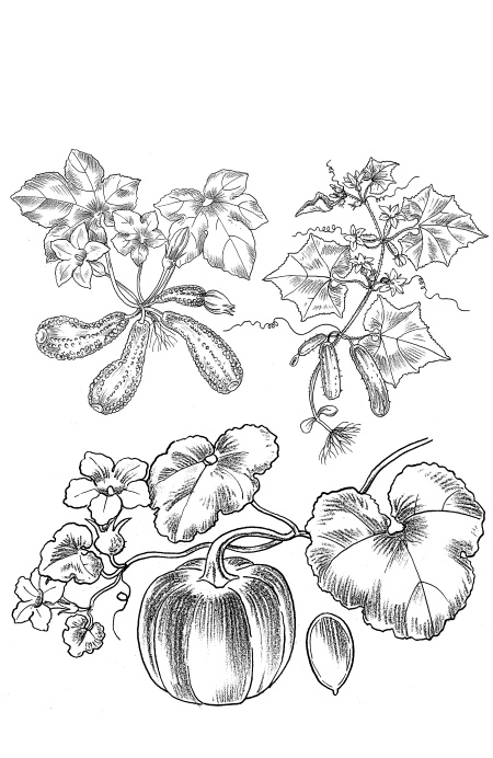 Иллюстрация к книге — Иллюстрированная энциклопедия огородника для новичков [i_035.jpg]