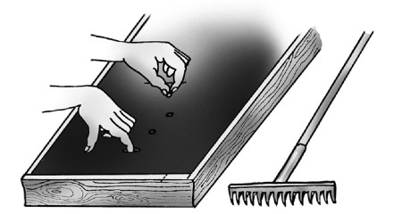 Иллюстрация к книге — Иллюстрированная энциклопедия огородника для новичков [i_040.jpg]