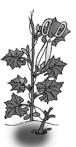 Иллюстрация к книге — Иллюстрированная энциклопедия огородника для новичков [i_044.jpg]