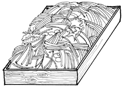 Иллюстрация к книге — Иллюстрированная энциклопедия огородника для новичков [i_047.jpg]