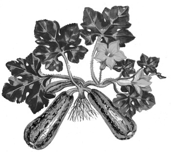 Иллюстрация к книге — Иллюстрированная энциклопедия огородника для новичков [i_052.jpg]