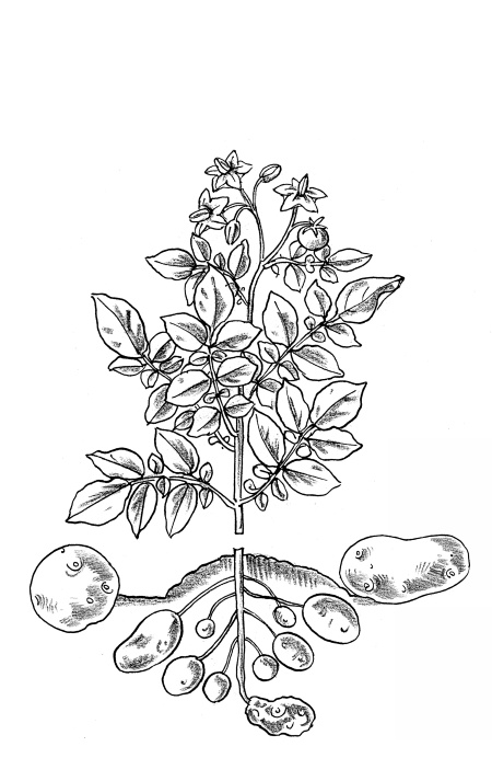 Иллюстрация к книге — Иллюстрированная энциклопедия огородника для новичков [i_053.jpg]