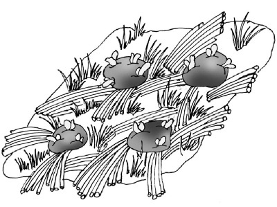 Иллюстрация к книге — Иллюстрированная энциклопедия огородника для новичков [i_056.jpg]