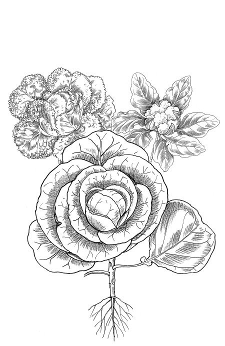 Иллюстрация к книге — Иллюстрированная энциклопедия огородника для новичков [i_060.jpg]