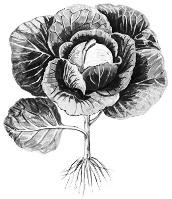 Иллюстрация к книге — Иллюстрированная энциклопедия огородника для новичков [i_061.jpg]