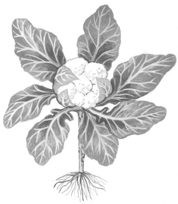 Иллюстрация к книге — Иллюстрированная энциклопедия огородника для новичков [i_062.jpg]