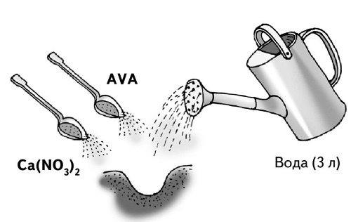 Иллюстрация к книге — Иллюстрированная энциклопедия огородника для новичков [i_069.jpg]
