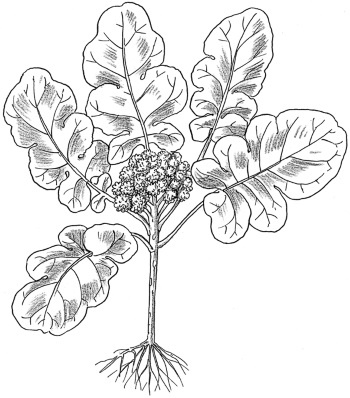 Иллюстрация к книге — Иллюстрированная энциклопедия огородника для новичков [i_071.jpg]