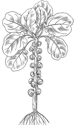 Иллюстрация к книге — Иллюстрированная энциклопедия огородника для новичков [i_072.jpg]