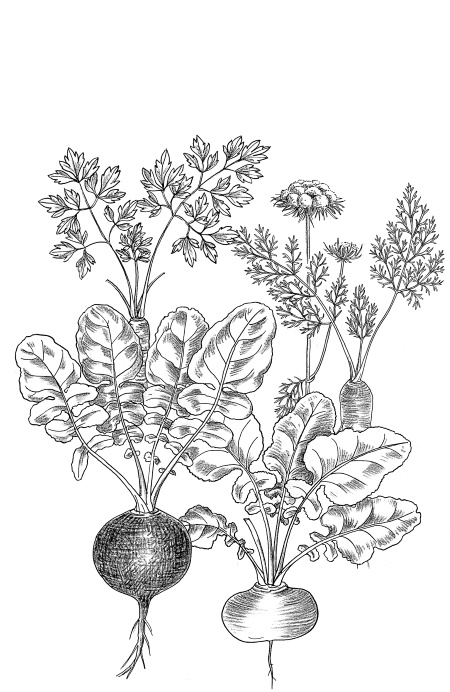 Иллюстрация к книге — Иллюстрированная энциклопедия огородника для новичков [i_073.jpg]