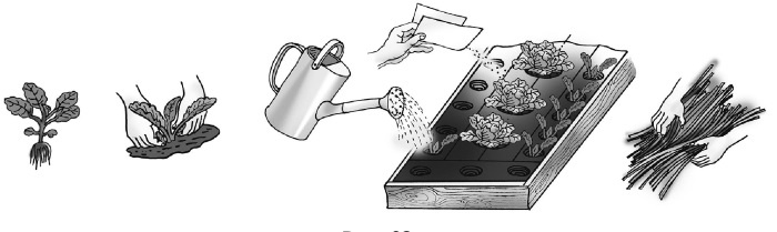 Иллюстрация к книге — Иллюстрированная энциклопедия огородника для новичков [i_086.jpg]