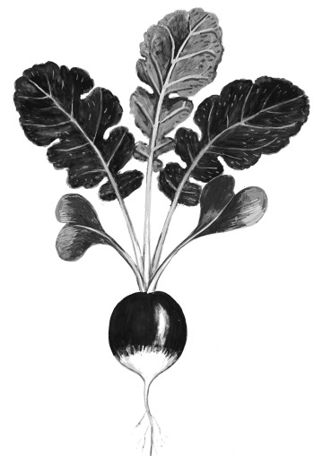 Иллюстрация к книге — Иллюстрированная энциклопедия огородника для новичков [i_087.jpg]