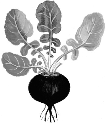 Иллюстрация к книге — Иллюстрированная энциклопедия огородника для новичков [i_090.jpg]