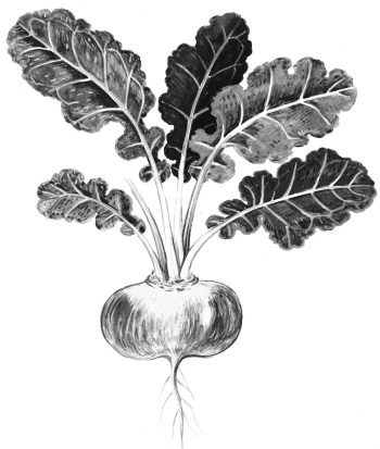 Иллюстрация к книге — Иллюстрированная энциклопедия огородника для новичков [i_091.jpg]