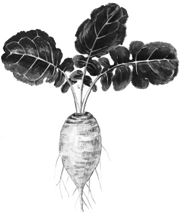 Иллюстрация к книге — Иллюстрированная энциклопедия огородника для новичков [i_092.jpg]