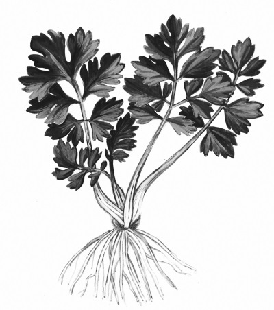 Иллюстрация к книге — Иллюстрированная энциклопедия огородника для новичков [i_093.jpg]